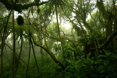 Uganda Why You Need To Visit The Garden Of Africa In 2020 Rainforest