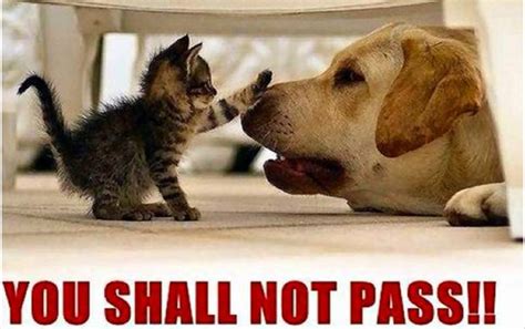 The Best Of You Shall Not Pass Pics