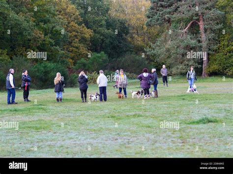 Group Of People With Dogs Socialise At Burnham Beeches Nature Reserve