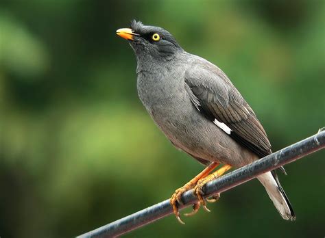 Jungle Myna Acridotheres Fuscus Sturnidae Birding In India