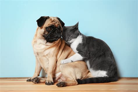 Is Pet Insurance Worth It? | Pet Insurance Review