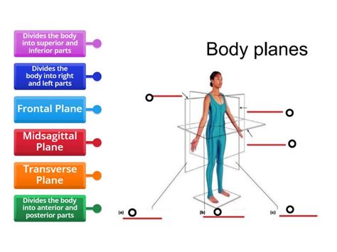 Body Planes Labelled Diagram