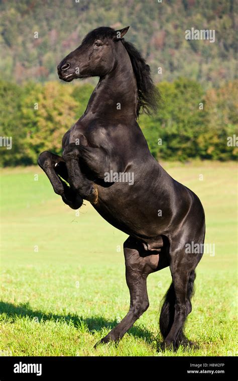 Caballo De La Selva Negra Fotografías E Imágenes De Alta Resolución Alamy