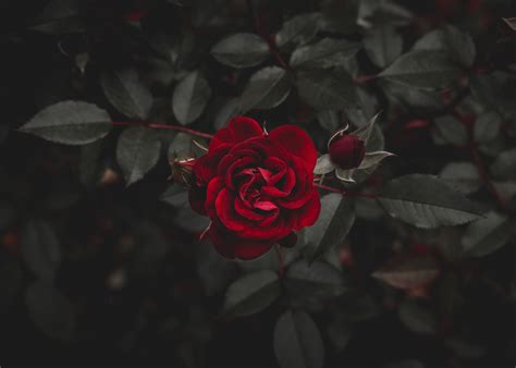 Tons of awesome red aesthetic 4k wallpapers to download for free. Red rose, Rose, Red, Flower HD wallpaper | Wallpaper Flare
