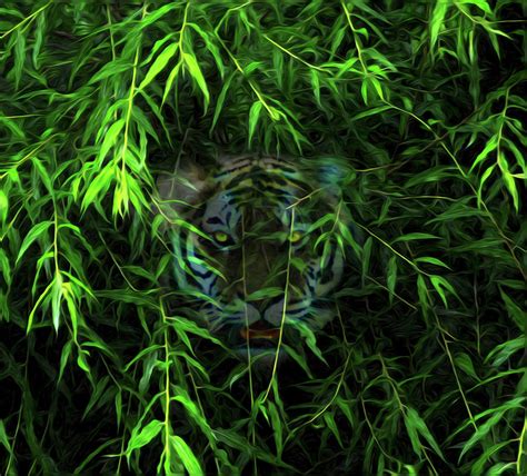 Hidden Tiger Photograph By Bill Cannon Fine Art America