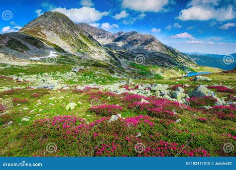 Flowery Slopes With Pink Rhododendrons And Mountain Lake Carpathians