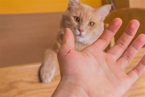 These little muscle spasms are so slight that you might not even see them unless you're really paying attention. How to treat cat bites and scratches on humans? - Wound ...