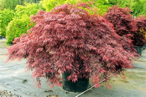 Acer Palmatum Red Dragon Japanese Maple Conifer Kingdom