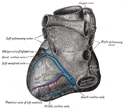 The coronary arteries arise from the coronary sinuses immediately distal (superior) to the aortic valve and supply the myocardium with oxygenated blood. Coronary sinus - Wikipedia