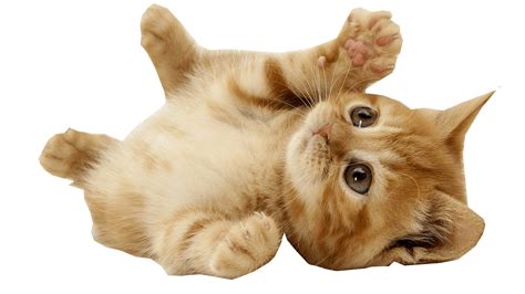 Kitten Playing transparent background Dog cat budgerigar pet sitting, cute dogs and cats, silver pug, guinea pig, and gray tabby cat transparent background png clipart.