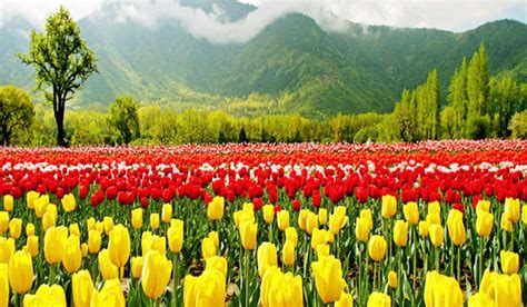 Gambar Pemandangan Bunga Tulip