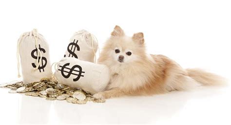 How Much Does A Puppy Cost And What Makes Some So Expensive