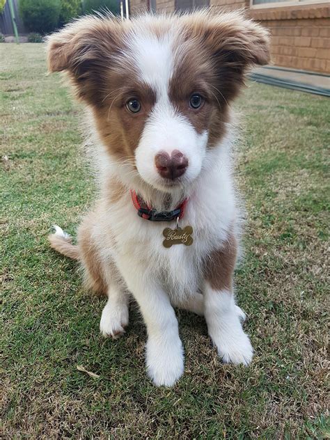 Border collies are most commonly black with white markings, but the base coat color can come in sable, blue merle, brown, and red. Puppies | Border collie puppies, Collie puppies, Puppies