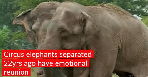 Circus Elephants Got Separated Finally Reunited With Each Other 22