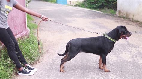 Please check the updated no cost emi details on the payment page. Low Price Price Rottweiler Dogs For Sale In Sri Lanka