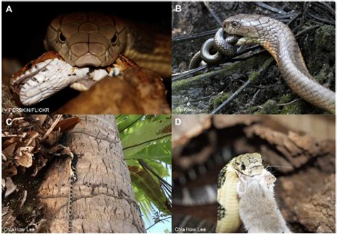 Feeding Behavior Of King Cobra Ophiophagy Is Observed In A B Adult