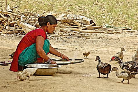 Tharu Woman Winnowing Rice While Ducks Observe In Tharu Village Nepal