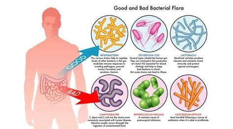 Gut Bacteria How To Keep Strong And Healthy