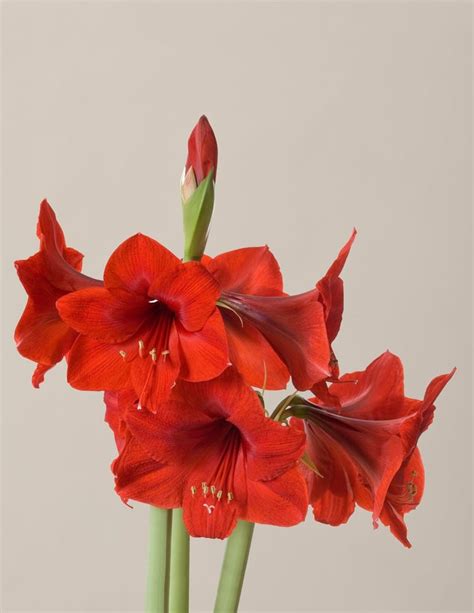 Amaryllis Best Indoor Flower Plants For Beginners Popsugar Home Photo 6
