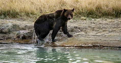 Calls For Change In Wake Of Blocked Grizzly Bear Hunt Cbs Minnesota
