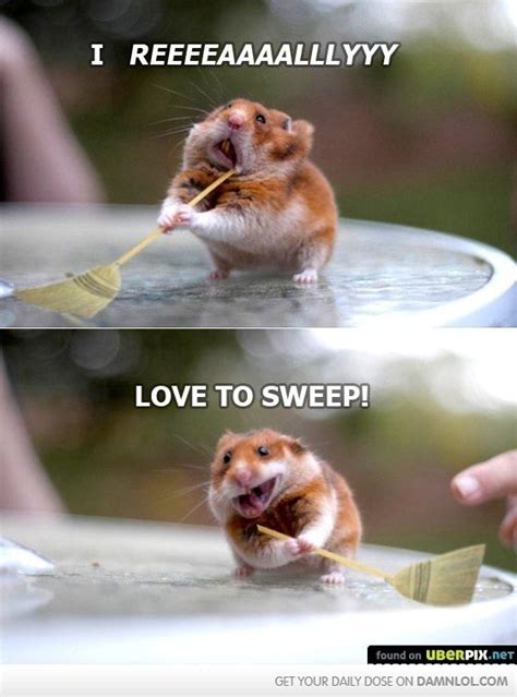 Haha Aw Cute Animal Pictures Funny Animal Pictures Cute Funny Animals