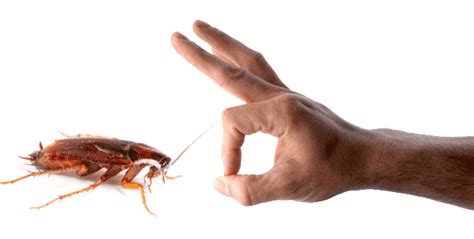 Know The Best Approach For Cockroach Extermination From Your Home