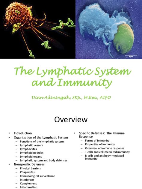The Lymphatic System And Immunityppt Lymphatic System T Cell