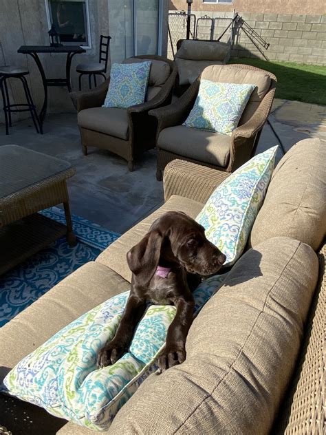 See more ideas about gsp puppies, puppies, german shorthair. German Shorthaired Pointer Puppies For Sale | Palm Springs, CA #324507