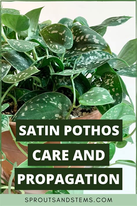 Click To Learn All About The Satin Pothos Scindapsus Pictus ‘argyraeus