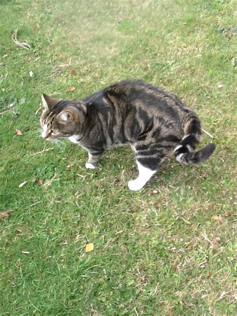 Jadwal Pemberian & Dosis Obat Cacing untuk / pada Kucing ...