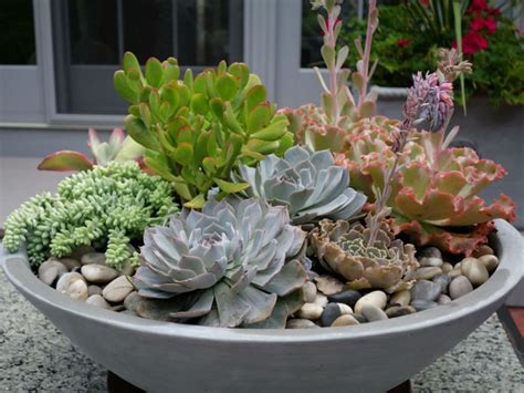 How To Plant Your Own Succulent Bowl World Of Succulents Succulent
