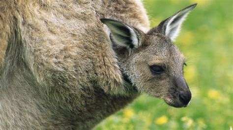 42 Baby Kangaroo Wallpaper