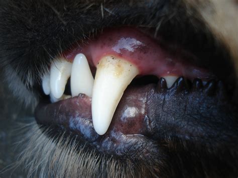 Vetgirl Veterinary Ce Webinars Extraction Of Pm4 And The Canine Tooth