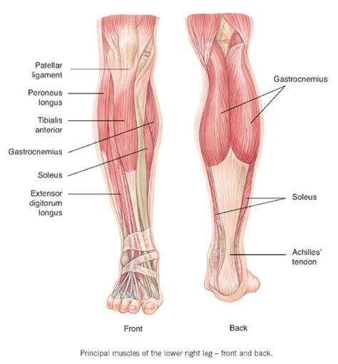 These 3 muscles are referred to as 'the triceps surae', and they attach to the achilles tendon. Muscles of the lower leg - TheHubEdu.com