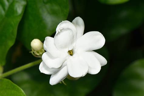 Nama Ilmiah Bunga Melati Putih Lily King