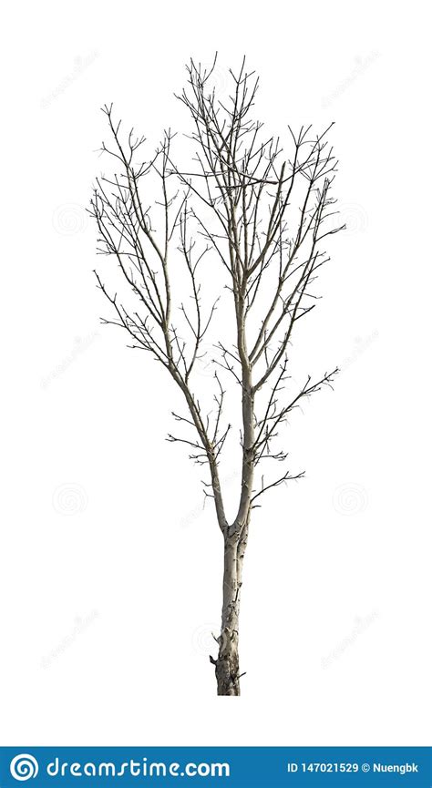 Isolated Deciduous Trees But The Trunk And Branches On A White