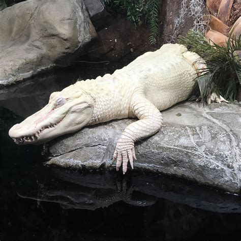 Incredible Albino Alligator At The Atl Aquarium Best Agi Flickr