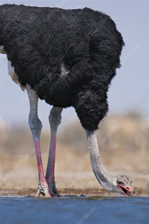 Ostrich Male Struthio Camelus Namibia Stock Image