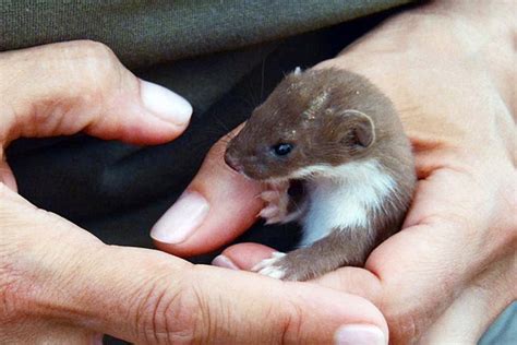 Weasel Cub Survives For Four Days In Falcons Nest By Hiding Under