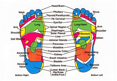 What Is Foot Reflexology Online Style Books