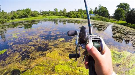 Frog Fishing Grass Mats For Big Bass Youtube