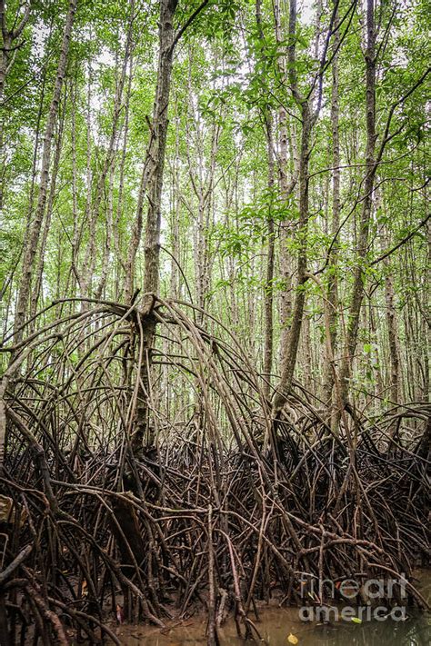 Mangrove Forest In Krabi Thailand Photograph By Perry Van Munster