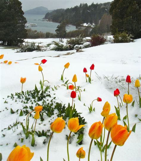 Tulips In Snow Its Spring Down Here At Least We Think
