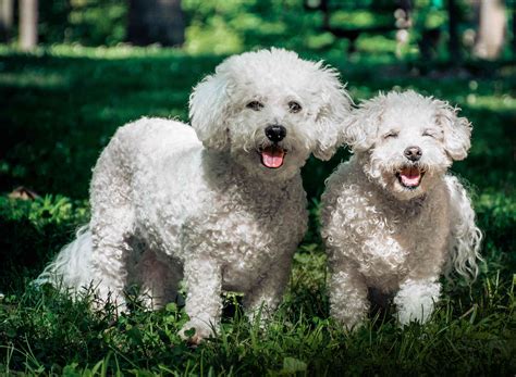 20 Hypoallergenic Dogs That Dont Shed Much