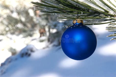 Red Christmas Ornament In Snowy Pine Tree Stock Photo Image Of