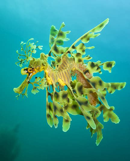 The Incredible Australian Leafy Seadragon X Ray Mag