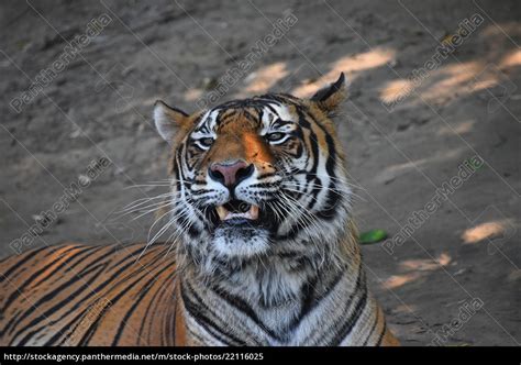 Close Up Portrait Of Sumatran Tiger Roaring Lizenzfreies Bild