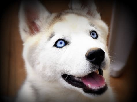 But, exactly when do puppy's eyes change color? Husky Puppies For Sale « Husky Puppies For Sale Husky Puppies For Sale