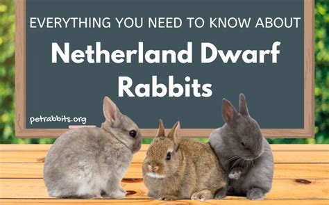 Pet Rabbits Everything You Should Know About Pet Rabbits