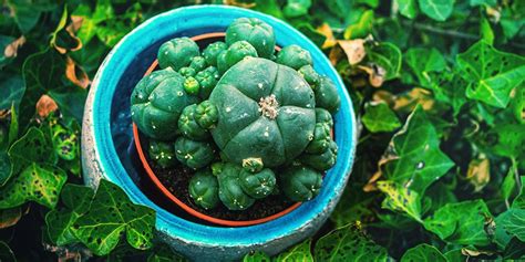 How Does The African Peyote Cactus Survive When It Does Rain It Comes In Short Bursts Dunscag